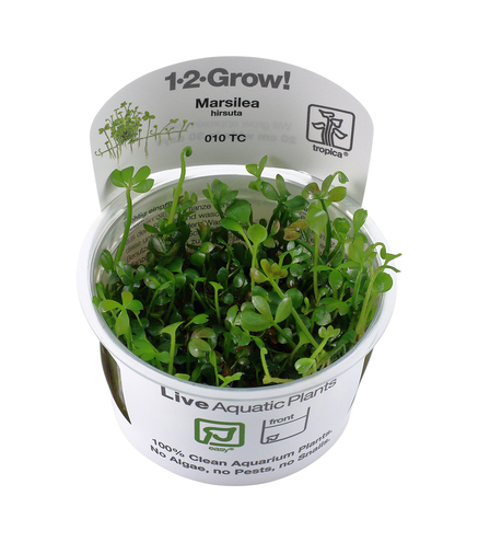 Marsilea hirsuta in vitro