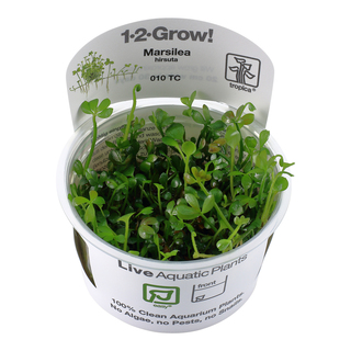 Marsilea hirsuta in vitro