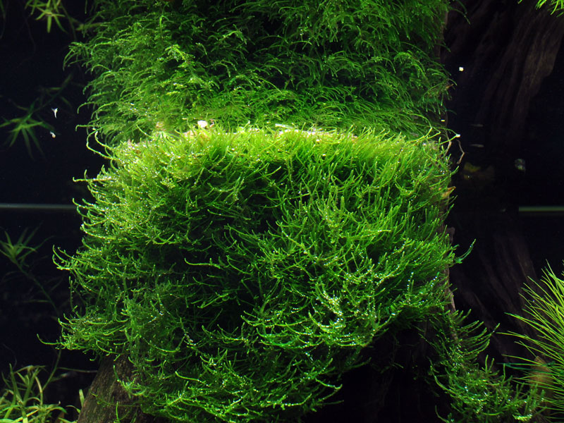 Taxiphyllum Barbieri 1 2 Grow Plante D Aquarium In Vitro