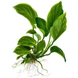 Anubias barteri caladiifolia en pot