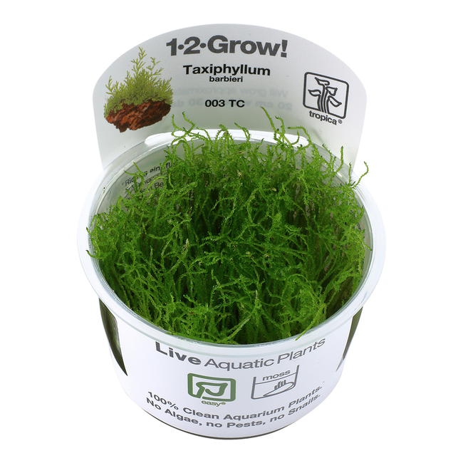 Taxiphyllum Barbieri 1 2 Grow Plante D Aquarium In Vitro