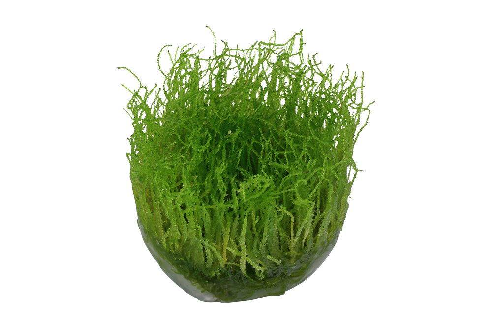 Taxiphyllum Barbieri 1 2 Grow Plante D Aquarium In Vitro
