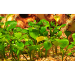 Marsilea hirsuta in vitro