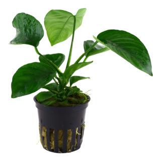 Anubias barteri caladiifolia en pot