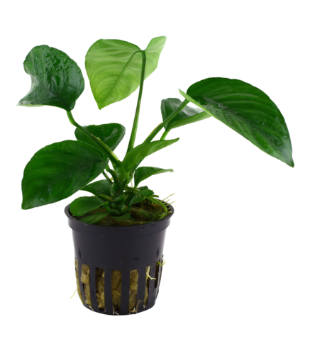 Anubias barteri caladiifolia en pot