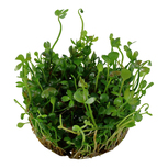 Marsilea hirsuta in vitro