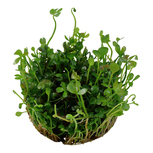 Marsilea hirsuta 1-2-Grow!