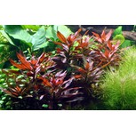 Ludwigia glandulosa en pot