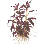 Ludwigia glandulosa en pot