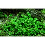 Marsilea hirsuta in vitro