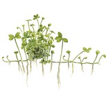 Marsilea hirsuta in vitro