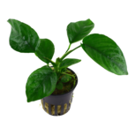 Anubias barteri caladiifolia en pot