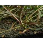 Hygrophila 'Araguaia' 1-2-Grow!