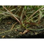 Hygrophila 'Araguaia' in vitro