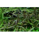 Hygrophila 'Araguaia' in vitro