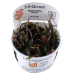 Hygrophila 'Araguaia' in vitro