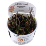 Hygrophila 'Araguaia' 1-2-Grow!