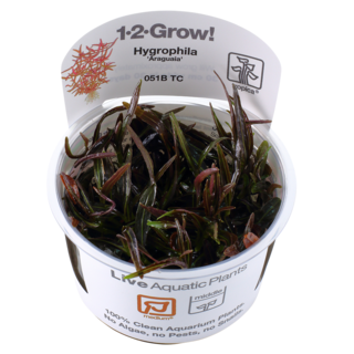 Hygrophila 'Araguaia' in vitro