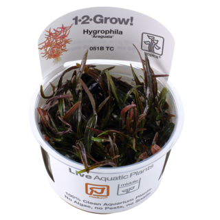 Hygrophila 'Araguaia' 1-2-Grow!