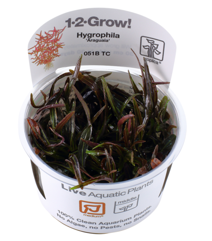 Hygrophila 'Araguaia' in vitro