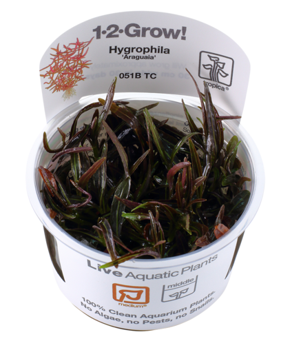 Hygrophila 'Araguaia' 1-2-Grow!