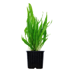 Plante Aquarium Microsorium Pteropus 'Narrow' - Plante Vivante Eau Douce Facile - Pour Poissons Et Crevettes - Passeport Phytosanitaire Inclus