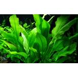 Echinodorus grisebachii 'Bleherae' en pot