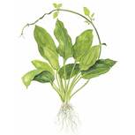 Echinodorus grisebachii 'Bleherae' en pot