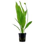 Echinodorus grisebachii 'Bleherae' en pot