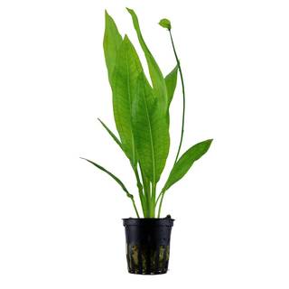 Echinodorus grisebachii 'Bleherae' en pot