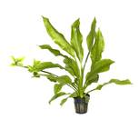Echinodorus grisebachii 'Bleherae' en pot