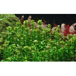 Ammannia 'Bonsai' 1-2-Grow