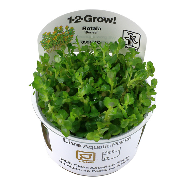 Ammannia Bonsai 1 2 Grow Plante In Vitro Pour Aquarium