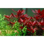 Ludwigia repens 'Rubin' 