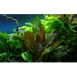 Echinodorus 'Reni' en pot