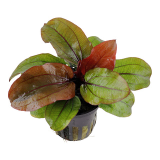 Echinodorus 'Reni' en pot