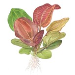 Echinodorus 'Reni' en pot