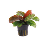 Echinodorus 'Reni' en pot
