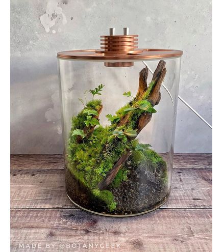 Kit BAIOSPHERE Tube Rose Gold Edition - Lampe Terrarium 