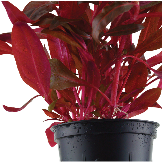 Plante immergée ruscus rouge h21