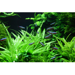 Helanthium Quadricostatus in vitro