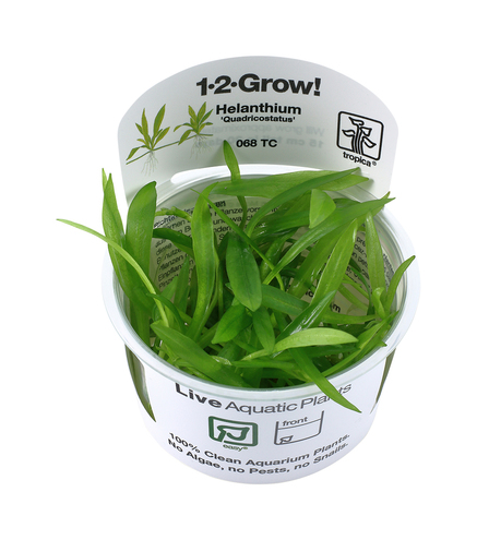 Helanthium Quadricostatus 1-2 Grow!