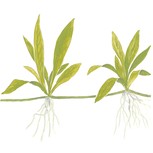 Helanthium Quadricostatus in vitro