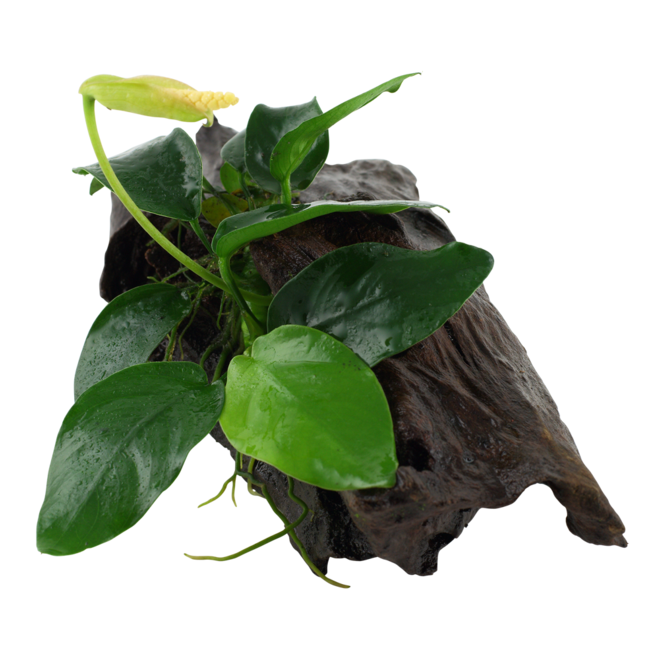 Plantes aquatiques vivantes pour aquarium, plantes d'eau douce Anubias  barteri