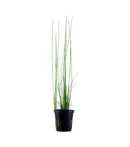 Eleocharis montevidensis en pot