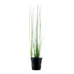 Eleocharis montevidensis en pot