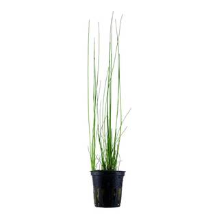 Eleocharis montevidensis en pot