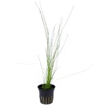 Eleocharis montevidensis en pot