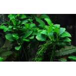 Anubias 'petite' en pot