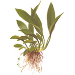 Anubias barteri var. angustifolia 